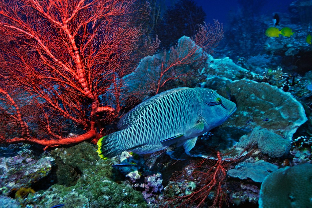 The humphead wrasse, also known as Napoleon wrasse, one of the world’s most endangered coral reef fish. Photo: Alamy