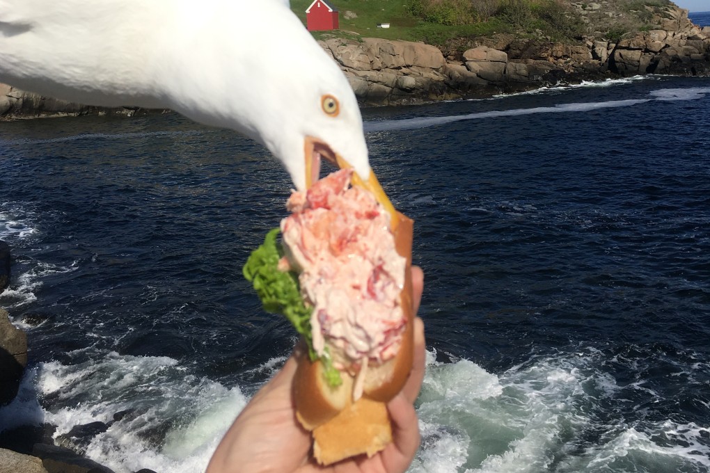 The moment the seagull swooped on Alicia Jessop’s lobster roll. Photo: Alicia Jessop