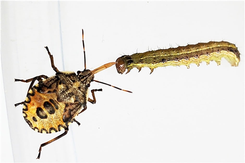 A picture of a stink bug (Arma chinensis, left) and a fall armyworm (right). Photo: Chinese Academy of Agricultural Sciences