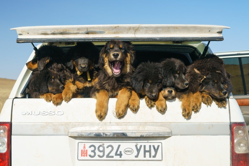 Bankhars – several puppies pictured – are possibly the oldest domesticated dog breed in the world. Photo: Tessa Chan
