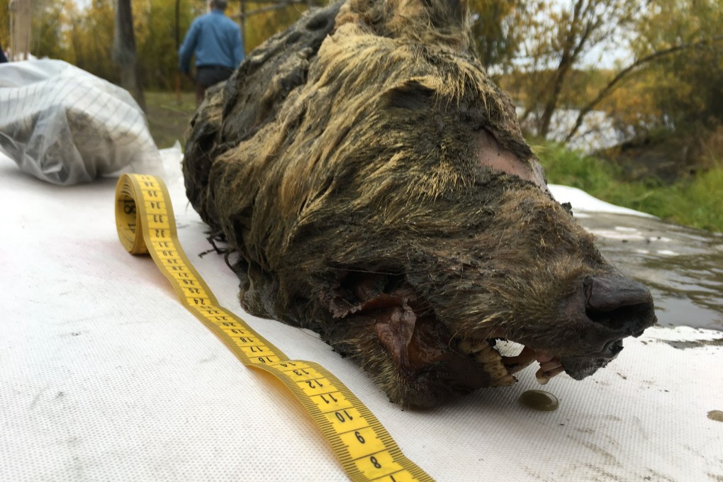 The head of the ancient wolf discovered in the northern Siberian region of Yakutia. Photo: AFP