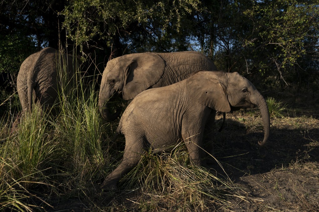 Three elephants eat and play in the grasses in the elephant orphanage at Elephants Without Borders in Kasane, Botswana. Photo: Washington Post photo by Carolyn Van Houten