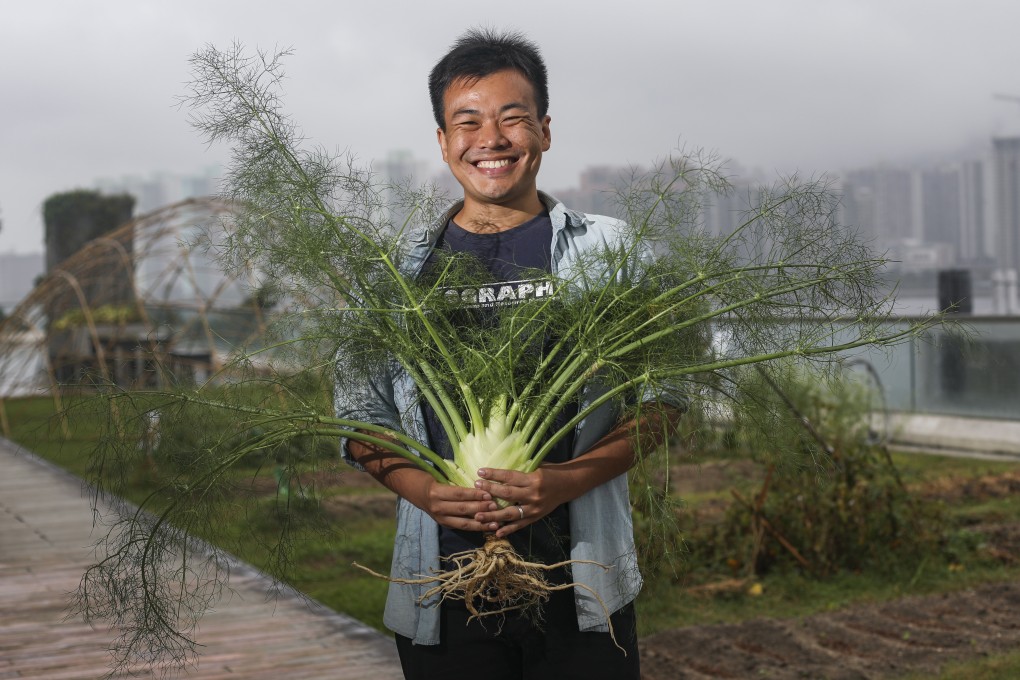 Johnny Lau Hoi-lung, who teaches urban farming at CUHK, shows a fennel harvested from his home garden. Photographed at a rooftop garden of Chinese University of Hong Kong in Sha Tin. SCMP / Xiaomei Chen
