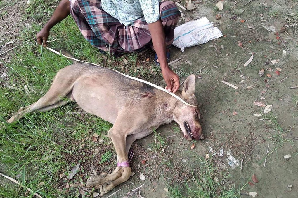 A Bangladeshi man measuring the corpse of an Indian grey wolf, the first to be seen in the region in eight decades, at Taltali town near the Sundarbans mangrove forest. Photo: Barguna District Administrator’s Office/AFP