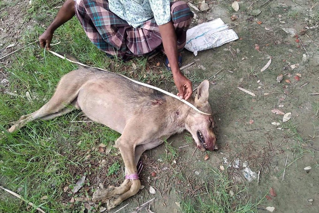 A Bangladeshi man measuring the corpse of an Indian grey wolf, the first to be seen in the region in eight decades, at Taltali town near the Sundarbans mangrove forest. Photo: Barguna District Administrator’s Office/AFP