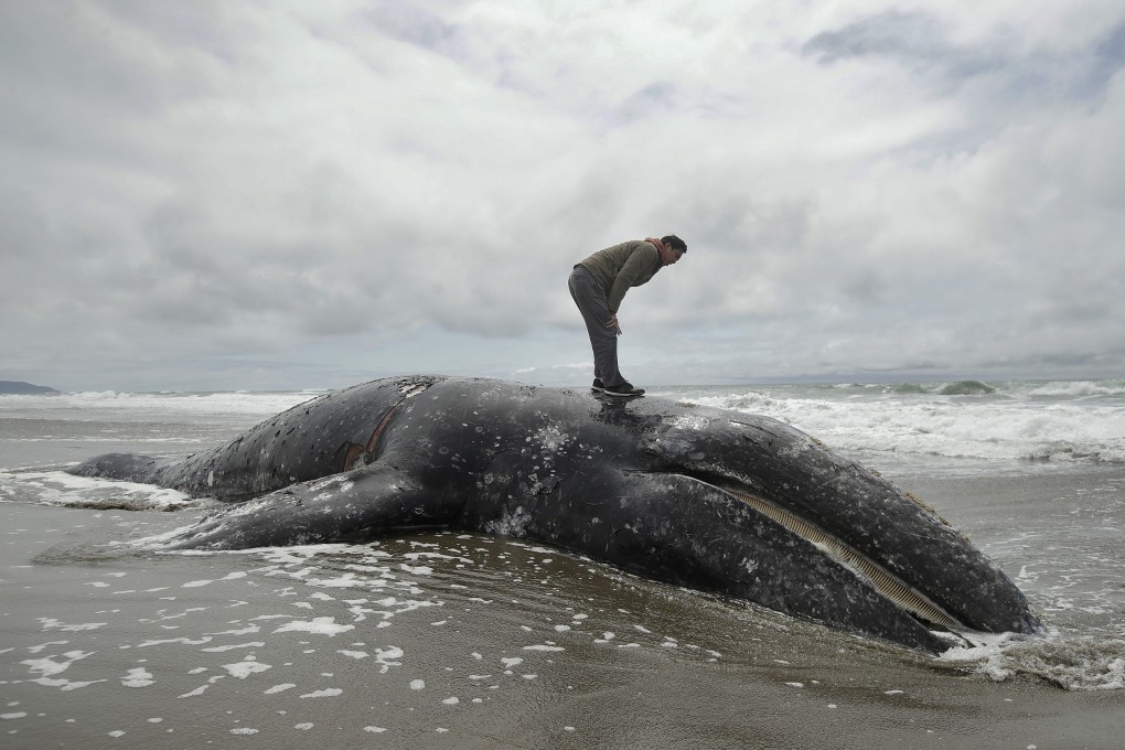 A dead whale lying at Ocean Beach in San Francisco in May. Photo: AP