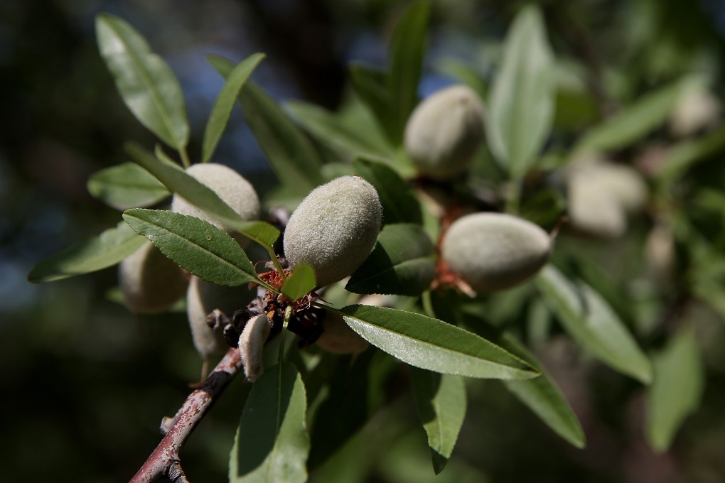 Almonds growing on a tree in Firebaugh, California. Photo: AFP