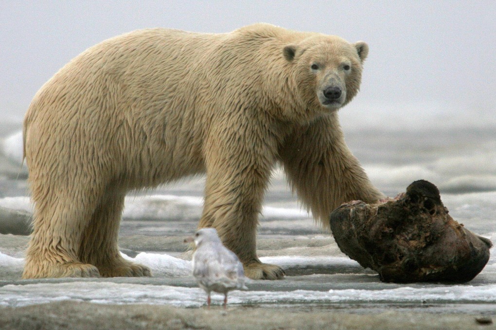 Chinese researchers have developed a super insulator based on the unique properties of polar bear fur. Photo: TNS