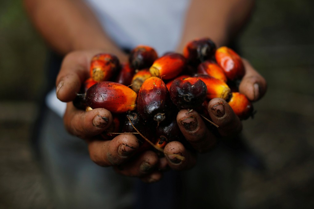 Controversial: Palm oil fruits. Photo: Reuters