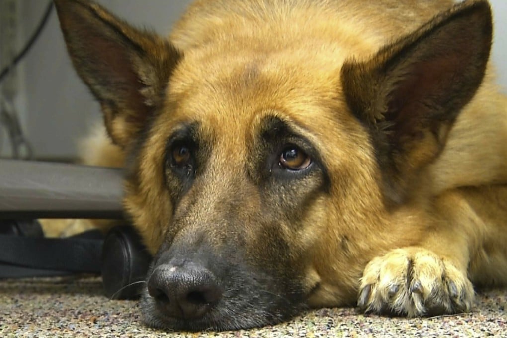 New research suggests that over thousands of years of dog domestication, people preferred pups that could pull off that appealing, sad look. Photo: AP