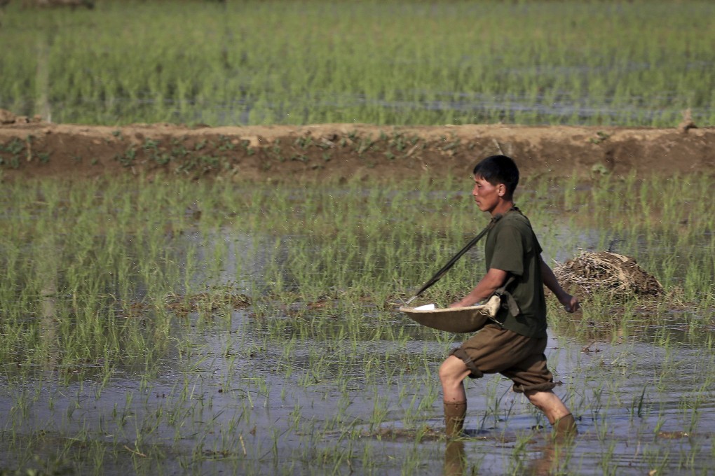 A farmer fertilises rice seedlings in fields near Pyongyang in 2017. Photo: AP