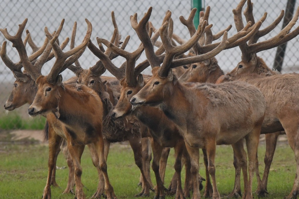 Antlers are complex organs of bones, blood vessels, nerves, muscle, skin and even fur, known as velvet. Photo: Xinhua