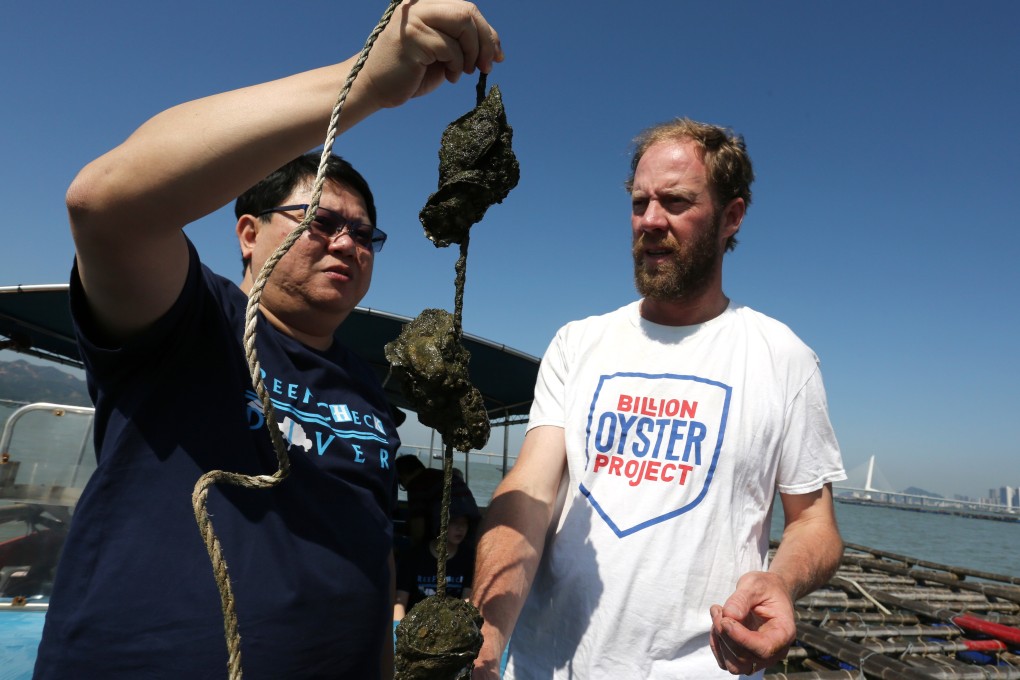 Professor Kenneth Leung of the University of Hong Kong (left) and New York Billion Oyster Project founder Murray Fisher visit an oyster farm in Lau Fau Shan. Photo: Jonathan Wong