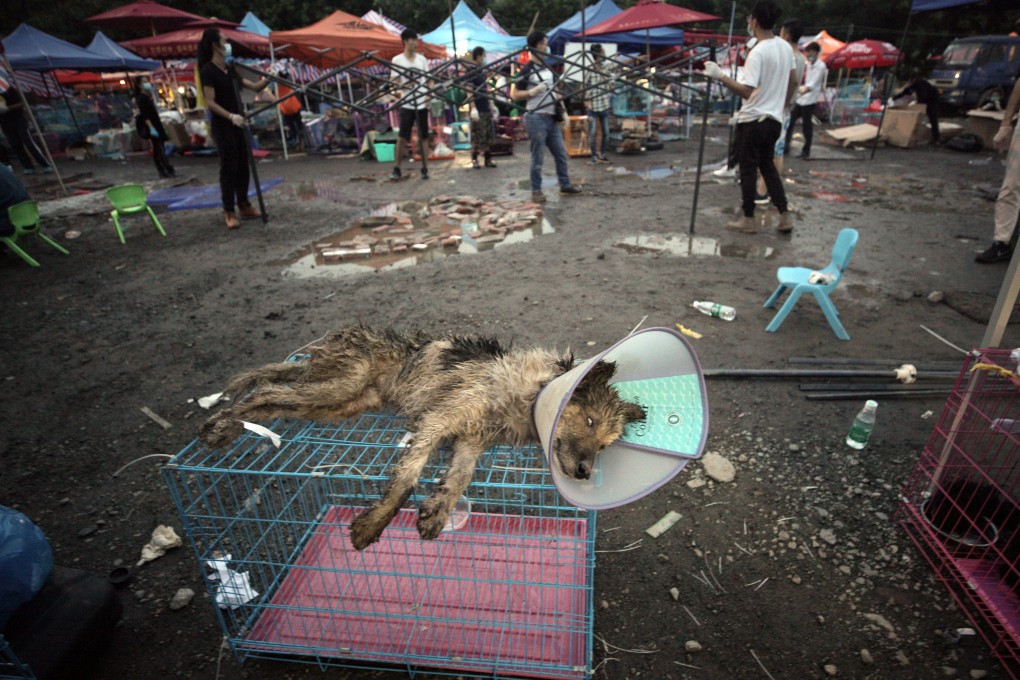 A sick dog rescued from a truck heading towards the Yulin Dog Meat Festival. Photo: EPA