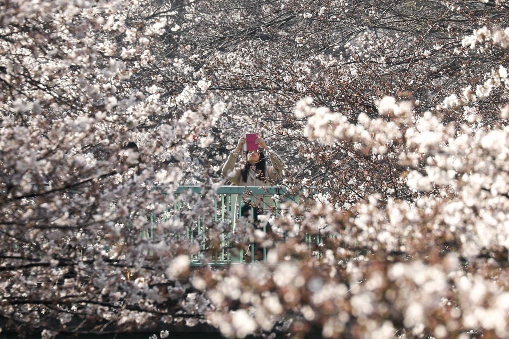 Cherry blossoms in bloom in Tokyo. Photo: EPA-EF