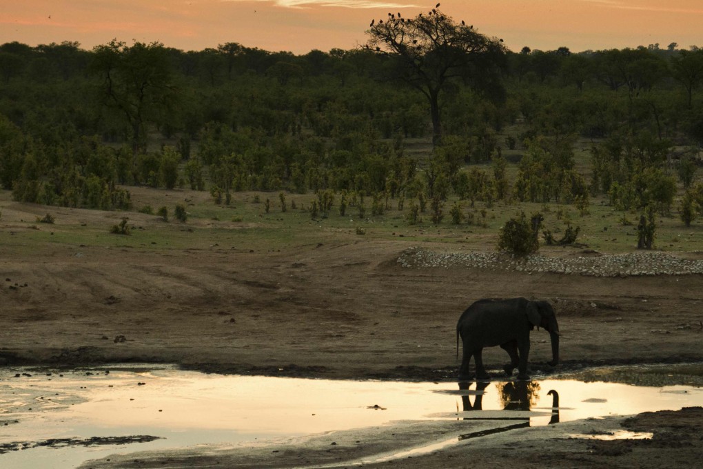 An African elephant in Hwange National Park in Zimbabwe in November 2012. Photo: AFP