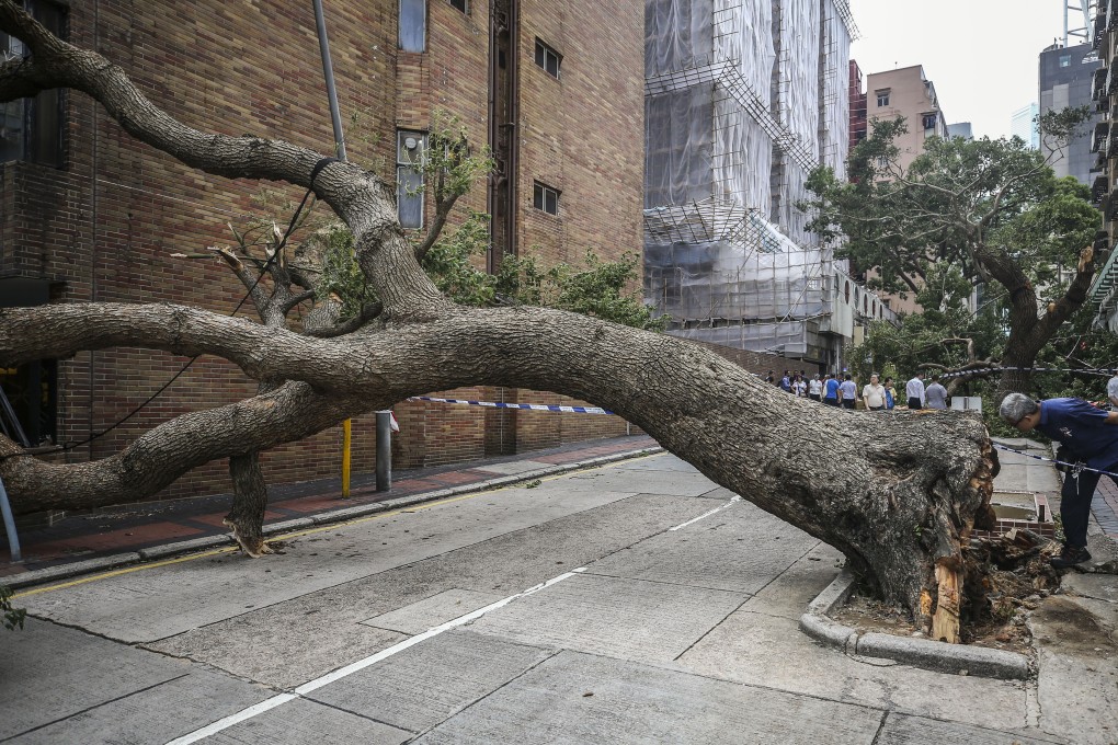 An uprooted tree blocks Tak Shing Street in Jordan after Typhoon Mangkhut. Photo: Sam Tsang