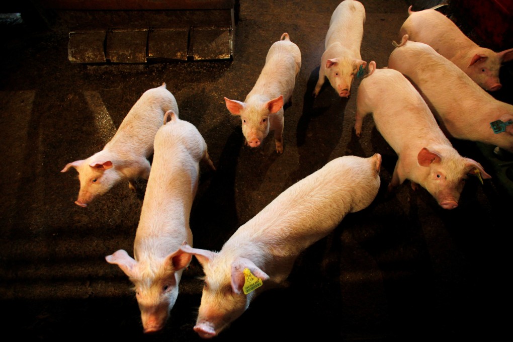 Piglets in their pen on a small farm outside Calgary, Alberta, Canada in April 2009. Photo: Reuters