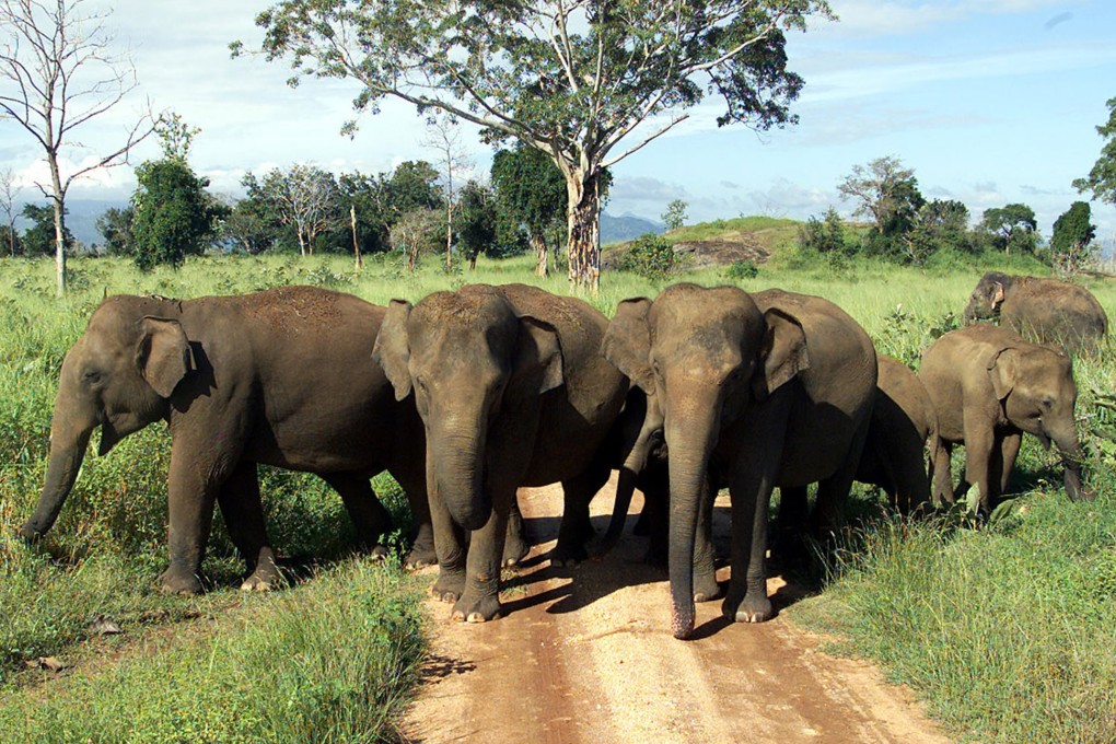 In Sri Lanka, having a baby elephant at home is considered an ultimate status symbol by the wealthy. Photo: Reuters