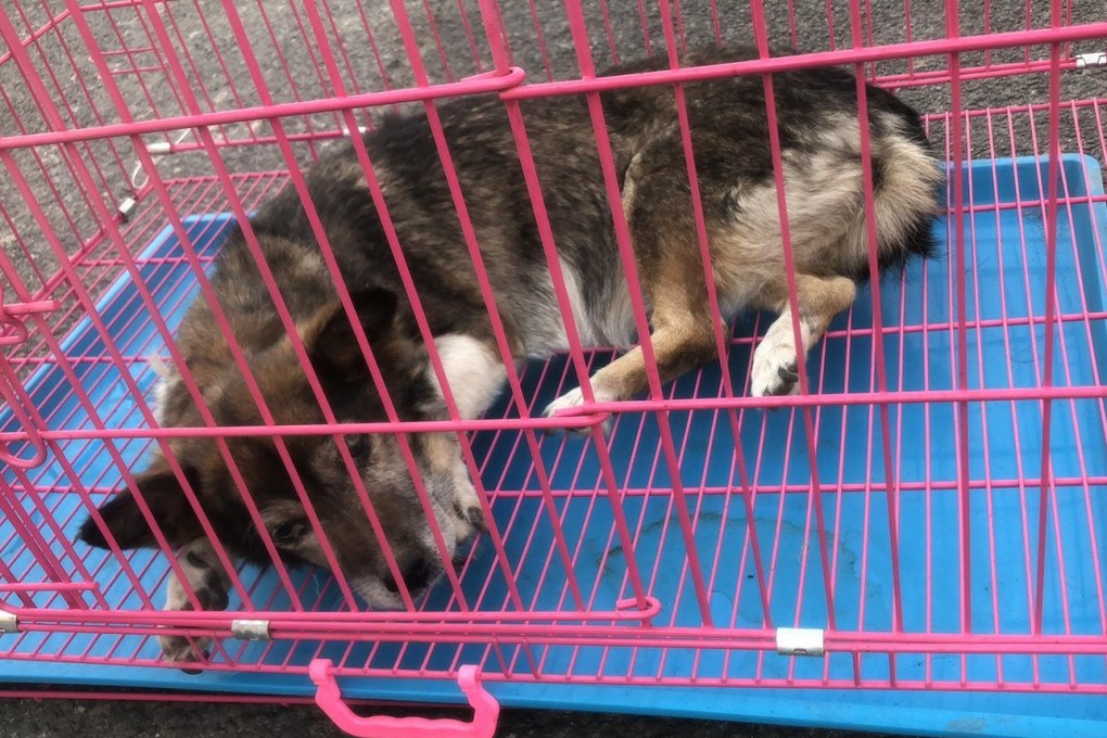 Seven dogs were saved from a restaurant in northeast China. Photo: VShine