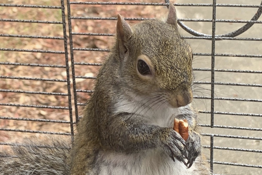 ‘Deeznutz’, Mickey Paulk’s ‘attack squirrel’. Photo: AP