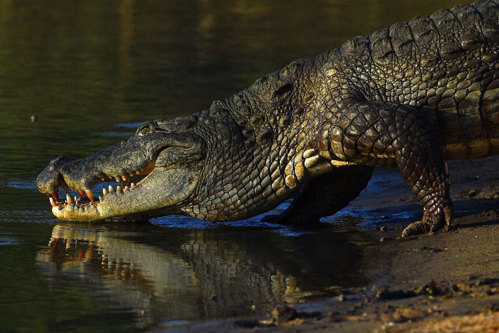 A crocodile sunbathes on a river bank at Yala National Park on June 1. Photo: AFP