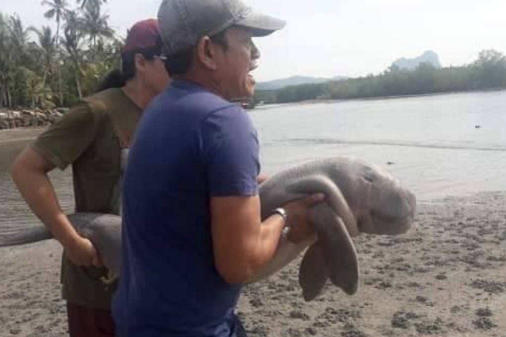 Mariam the dugong, which was separated from her mother and beached, carried by Thai carers. Photo: Facebook / Kongkiat Kittiwatanawong