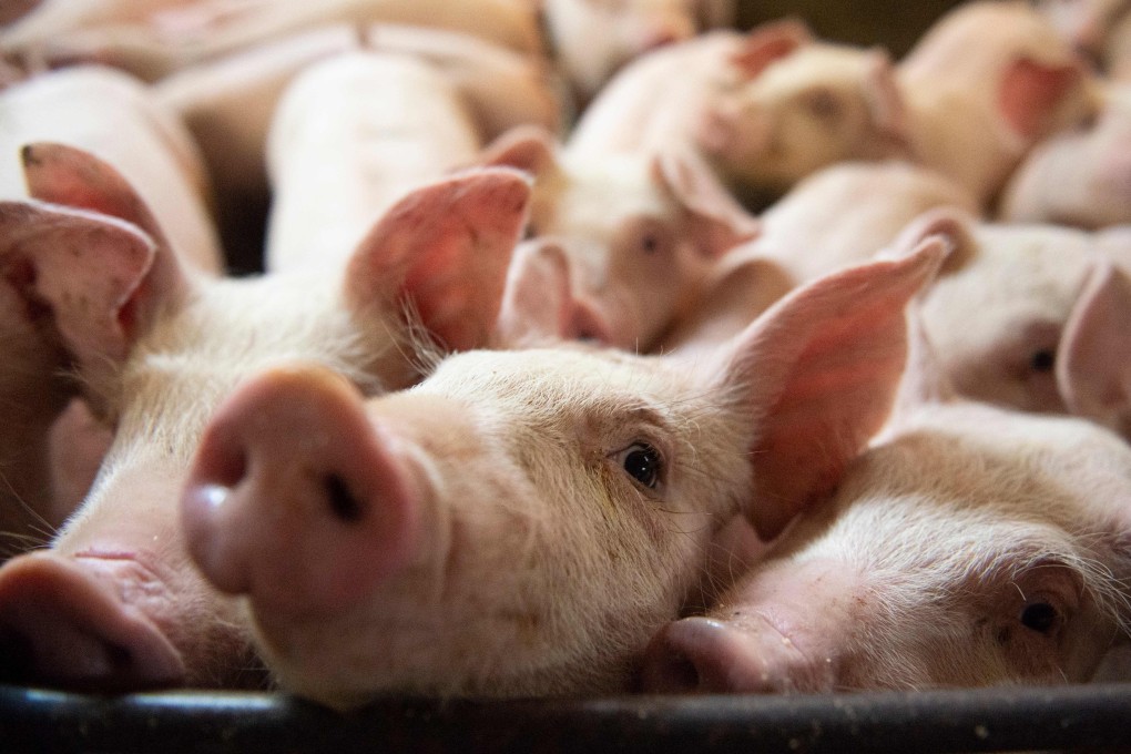 Pigs at the Meloporc farm in Saint-Thomas de Joliette, Quebec, Canada, on Wednesday. Photo: AFP
