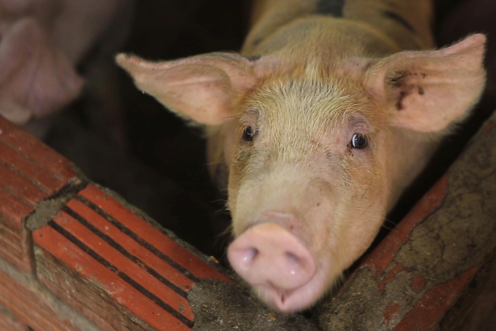 A pig in a pen in My Duc district, Hanoi. Photo: AP