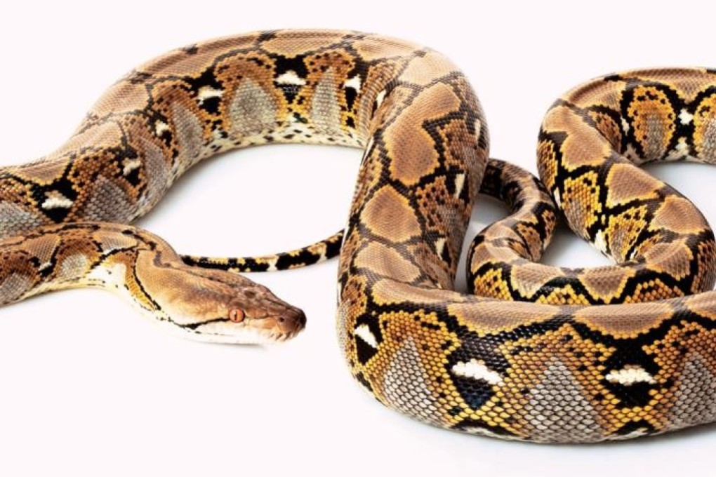 A reticulated python. File photo: Shutterstock
