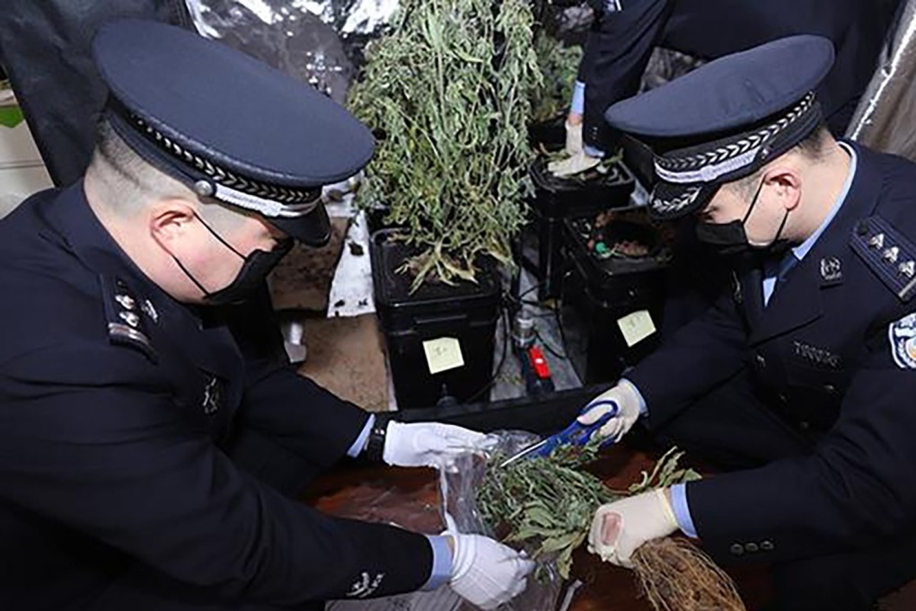 Police seize marijuana from a flat in Chengdu, Sichuan province, where a student was growing the plant for personal use. Photo: cnr.cn