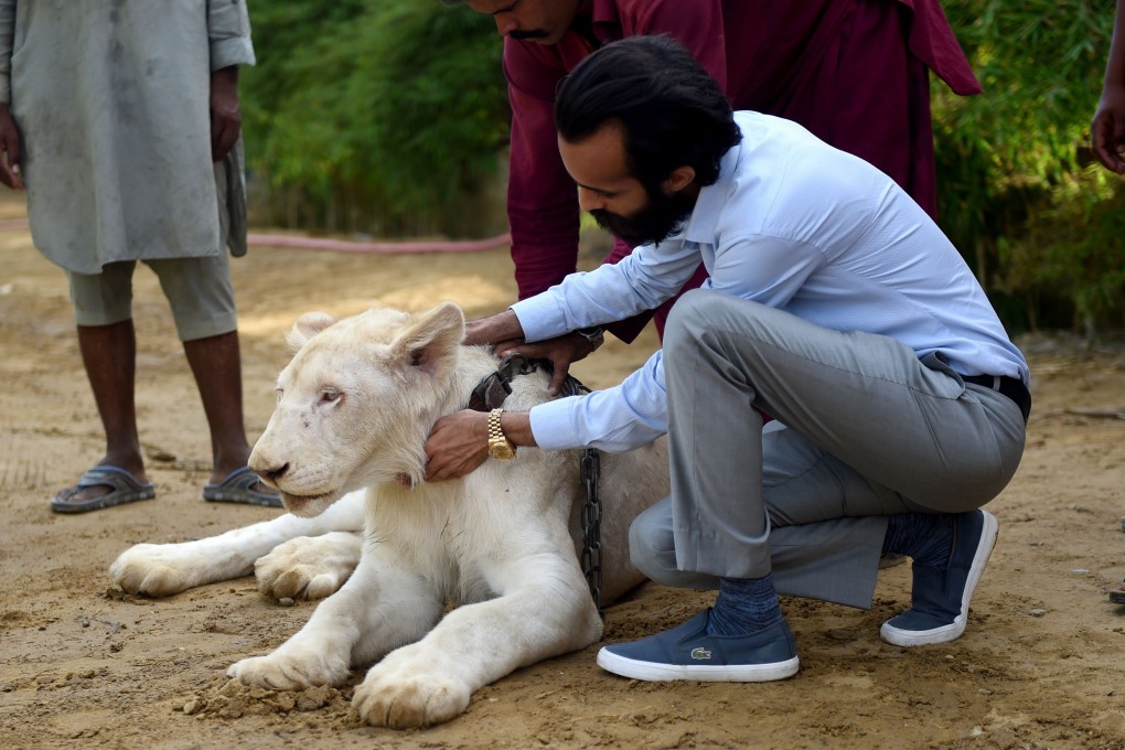 rich animal photo