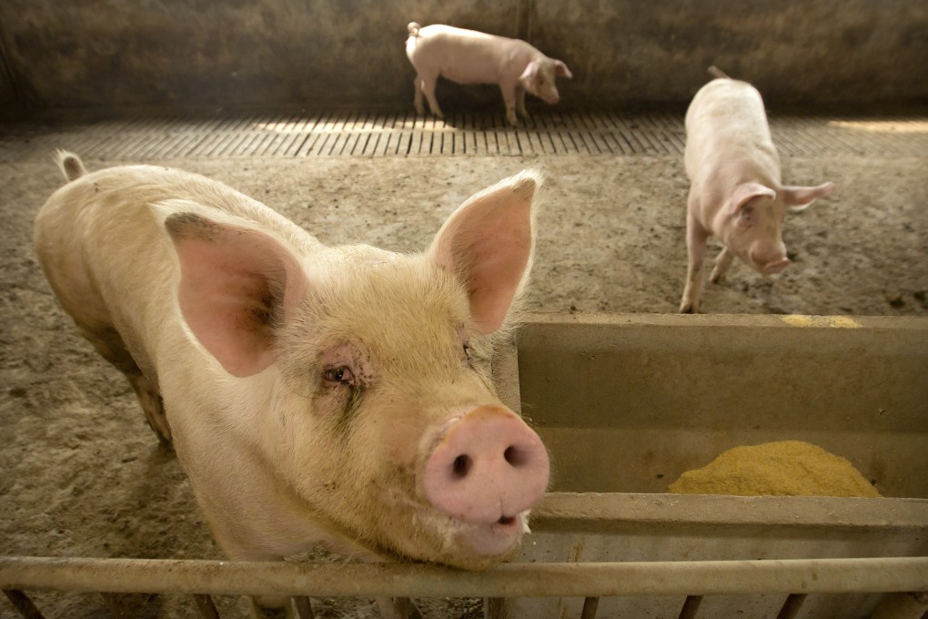 China’s pork production is returning to normal, the government says. Photo: AP
