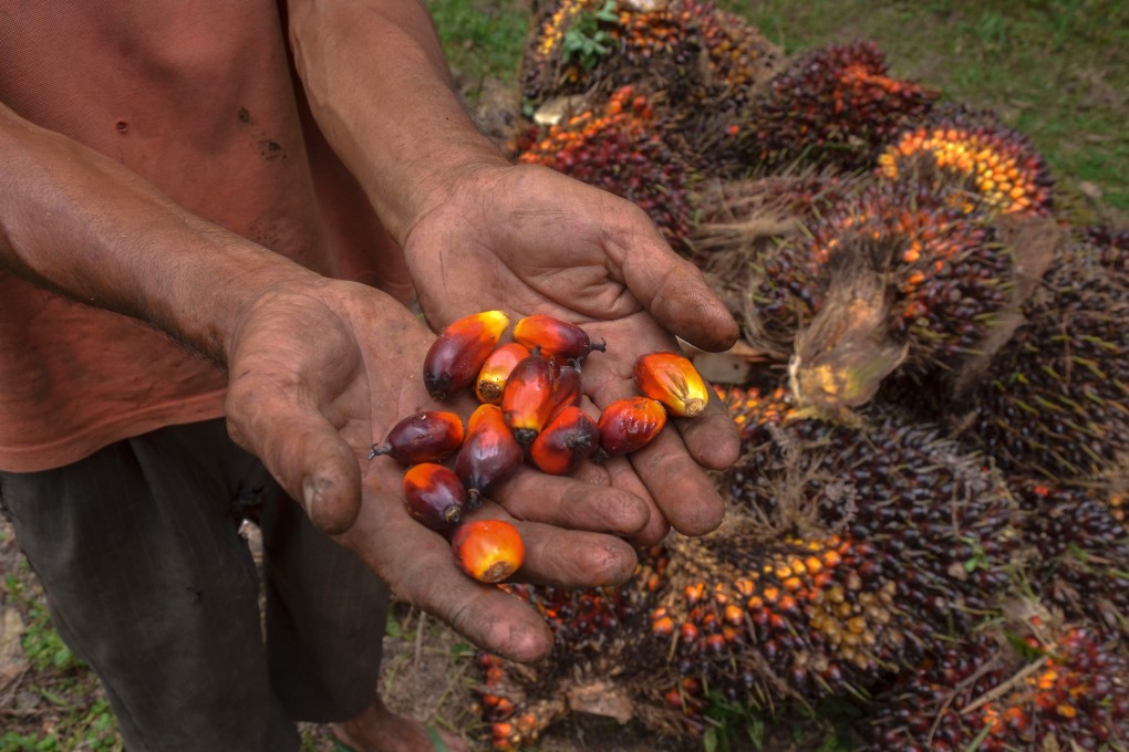 A farmer inspects his palm oil seeds. Photo: AFP