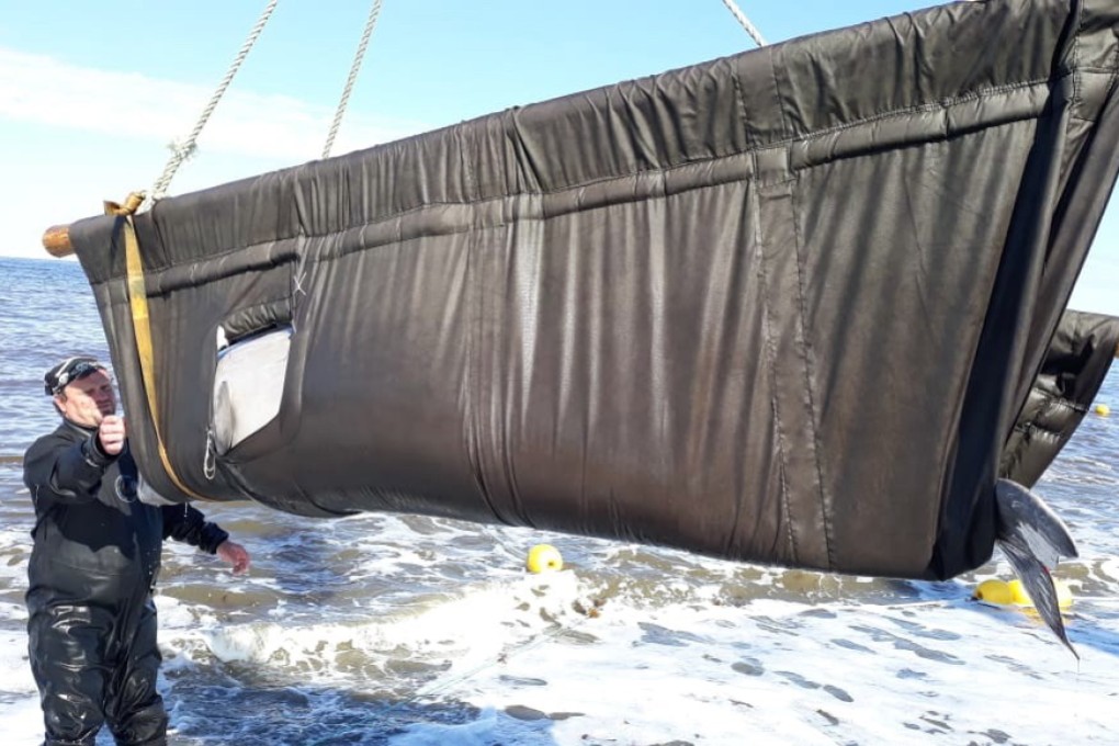 VNIRO specialists releasing a beluga whale in the Sea of Okhotsk on Cape Perovsky in the Khabarovsk region, Russia, in June 2017. Photo: VNIRO via EPA-EFE