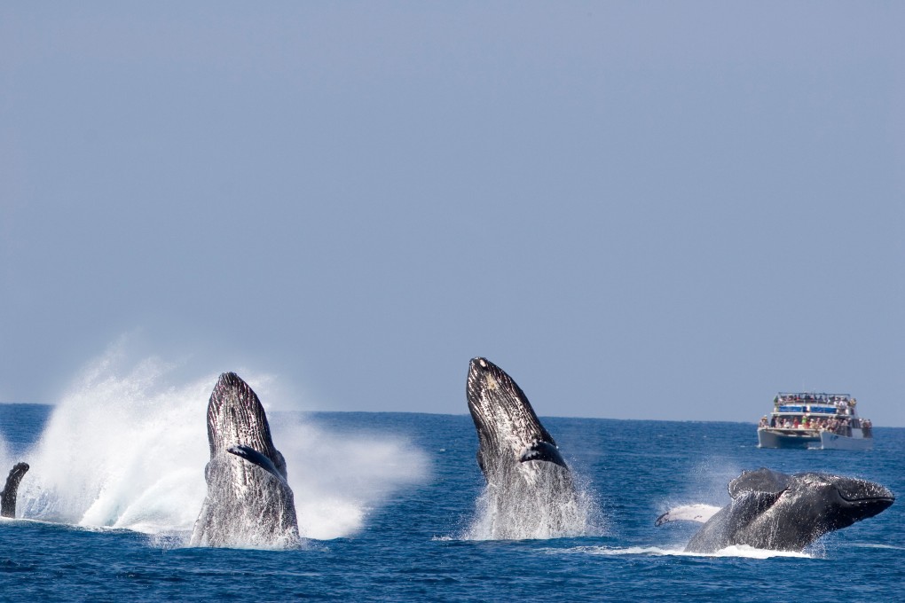 Humpback whales breach off Maui. Photo: Alamy