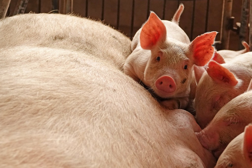 Piglets and a sow at a farm in Zhoukou, Henan province, in June 2018. Photo: Reuters