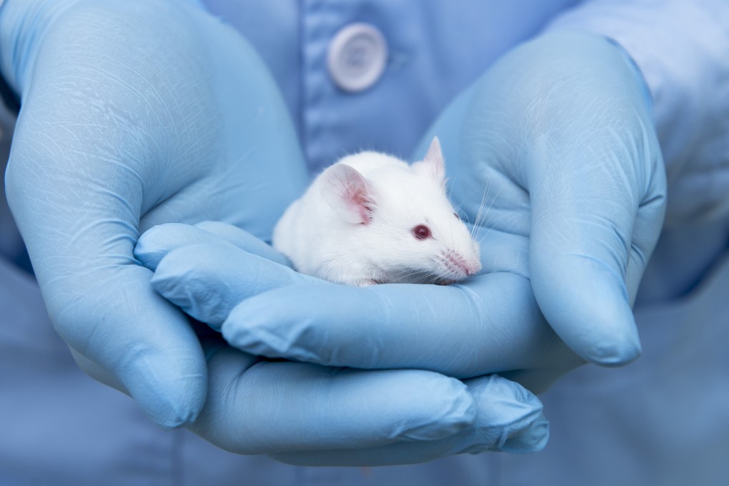 Chinese experimenters found cancers in mice responded to treatment after they were given a dose of a common parasite medication. Photo: Shutterstock
