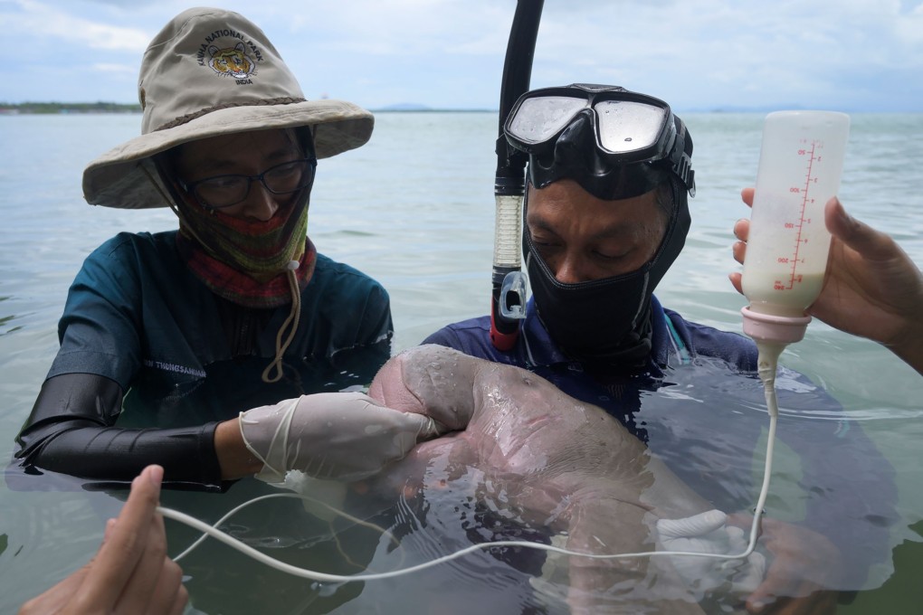 Mariam the dugong being cared for by park officials and veterinarians from the Phuket Marine Biological Centre on Libong island. Photo: AFP