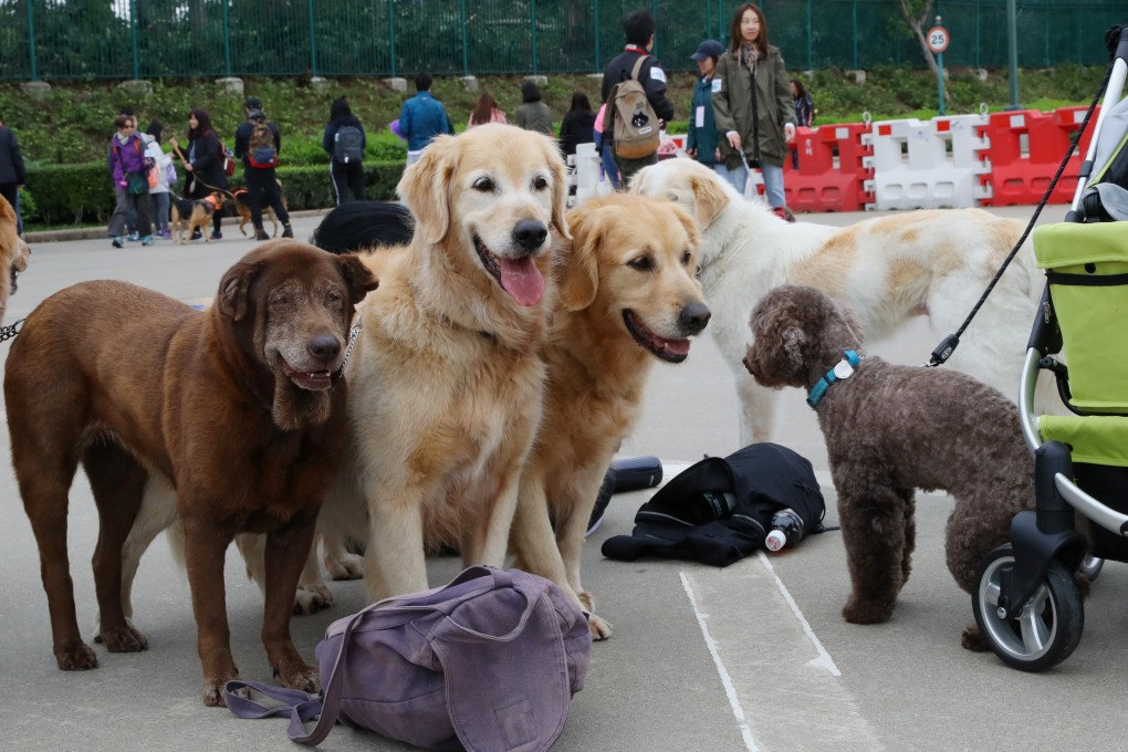 Bringing attention to the plight of canines at the Yulin Dog Meat Festival elicited a variety of responses. Photo: Edmond So