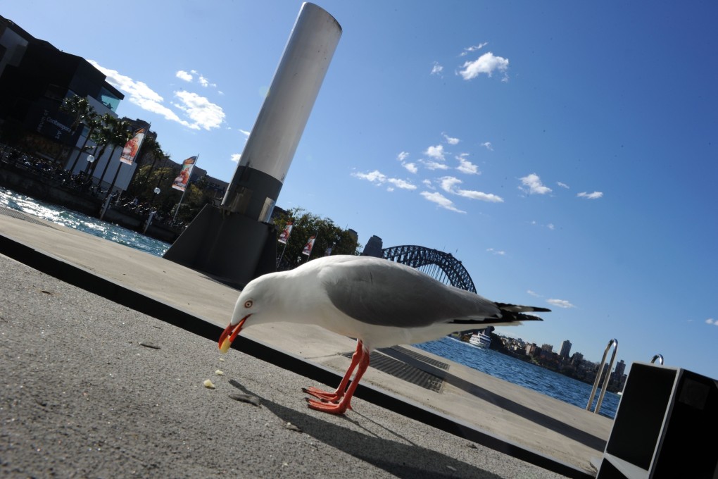 A seagull picks up crumbs near the harbour in Sydney. Photo: AFP