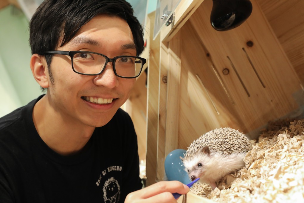Ken Yuen, owner of the cafe, aims to teach people about hedgehog behaviour, and put off potential owners not totally committed to the task. Photo: K.Y. Cheng