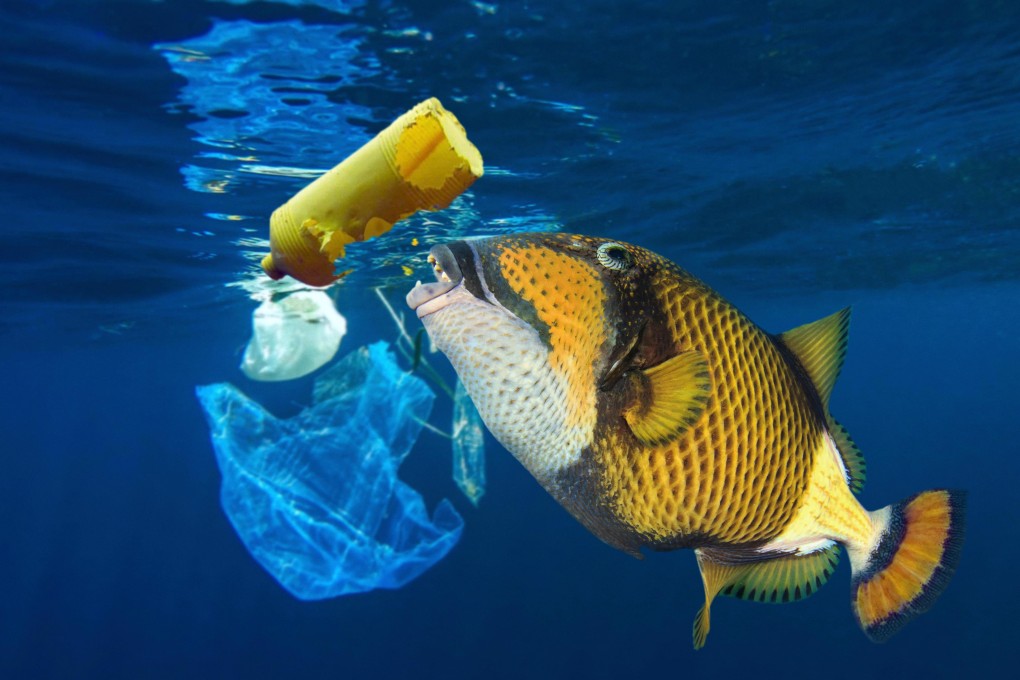 A titan triggerfish eats a plastic bottle. Hong Kong discarded 10,733 tonnes of rubbish each day in 2017 and plastic waste accounted for one-fifth of that. Photo: Alamy