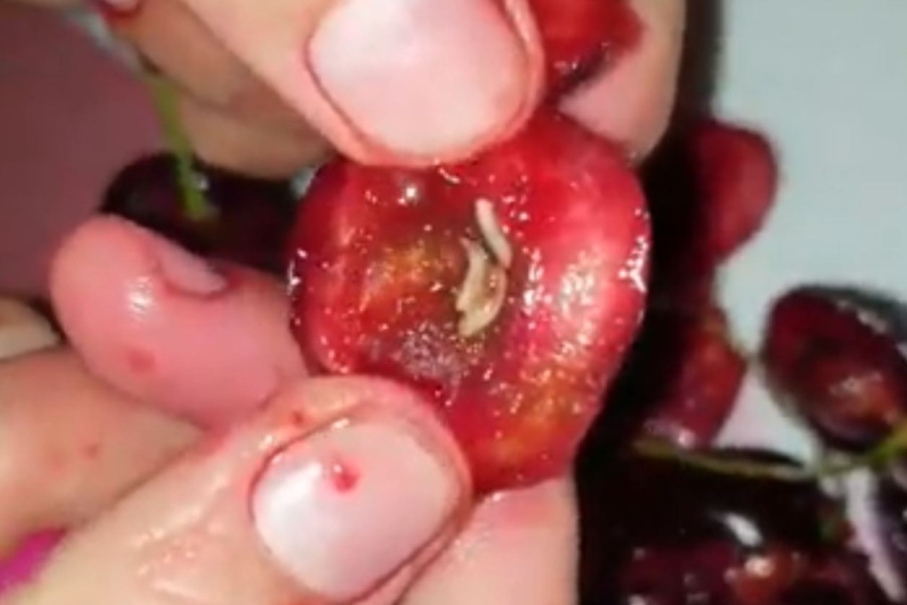 Screen capture of a video uploaded to social media of maggots found inside cherries. Photo: Facebook/Rabbinat Le