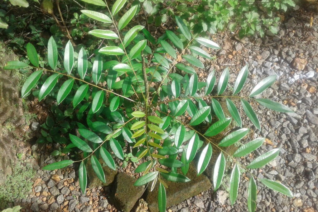Many recent studies of the paradise tree have zeroed in on its potential to aid in battling cancer. Photo: Shutterstock