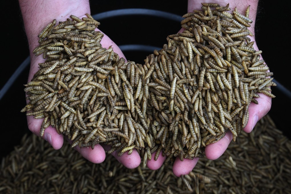Dried black soldier fly larvae at Evo Conversion Systems, in Texas, in the United States. Photo: The Washington Post / Loren Elliot