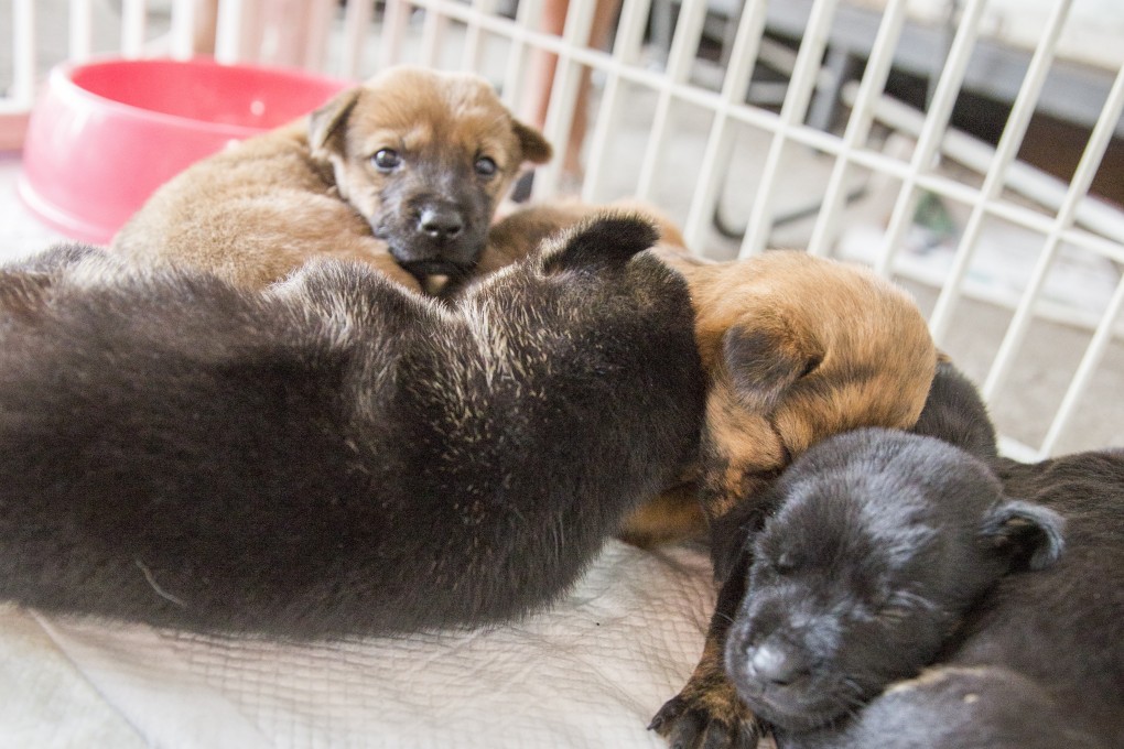 Puppies at a dog adoption day organised by the Non-Profit Making Veterinary Services Society. The society has partnered with ADP Pentagon Pets, which operates the Q-Pets and Red Carrot chains, to co-host adoption days and help rehome unwanted animals. Photo: Herman Tang