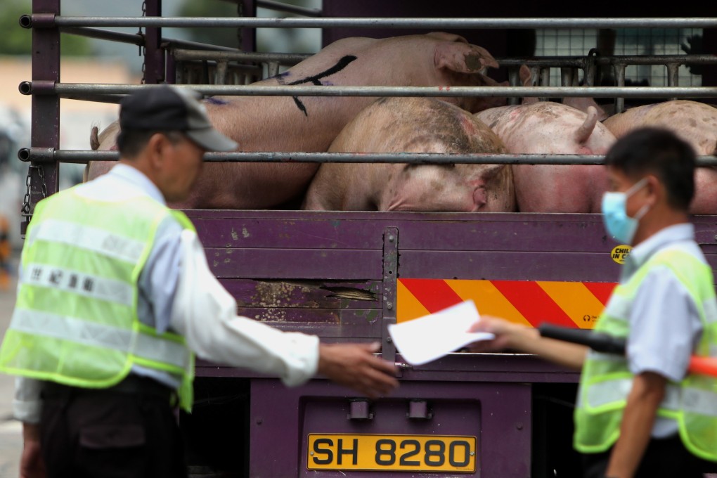 Pigs photographed at the Sheung Shui slaughterhouse on May 19, 2019. Photo: Winson Wong