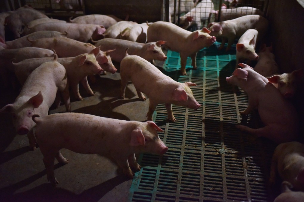 The Chinese national herd shrank in the first half of 2019 as pigs died from African swine fever and farmers decided against restocking. Photo: AFP