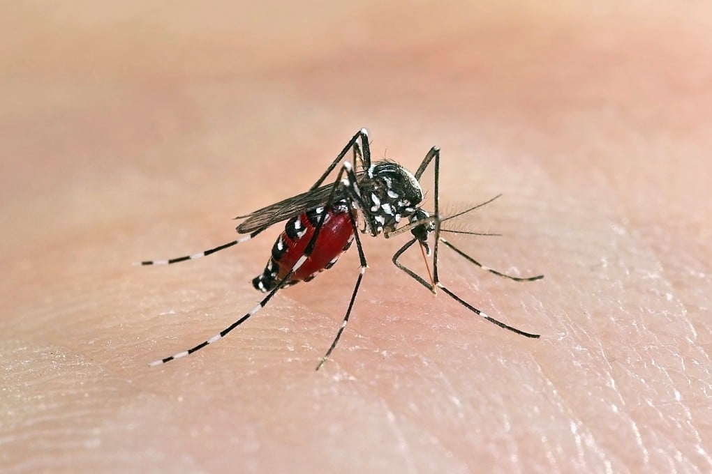 Tiger mosquitoes help spread tropical diseases. Photo: Shutterstoc